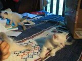 Chatons 4 aout 2009