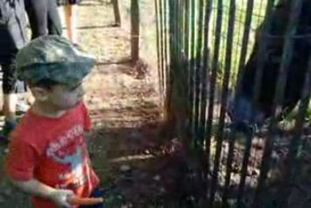 Malo donne a manger à Quenelle