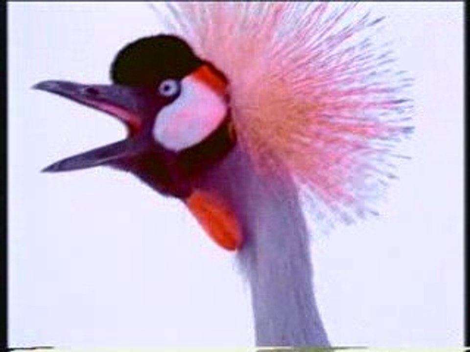 Sony crane