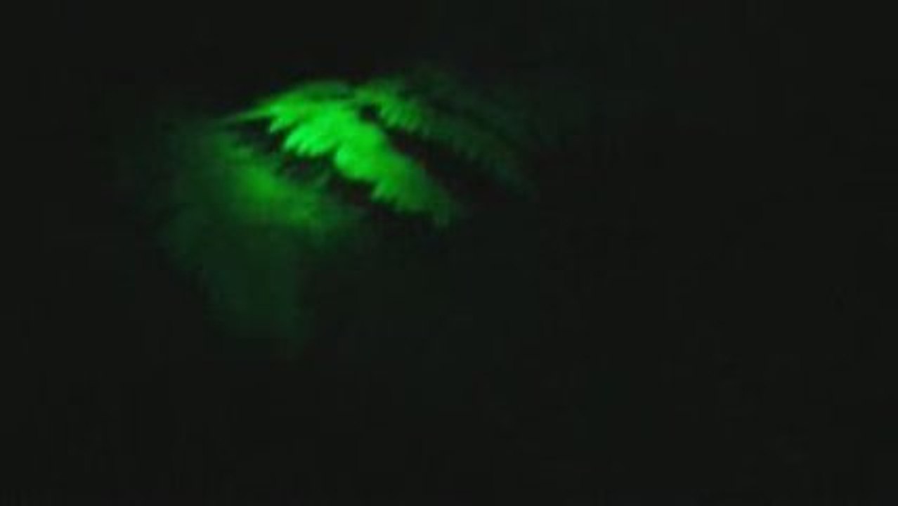 Apparition monstre inconnu