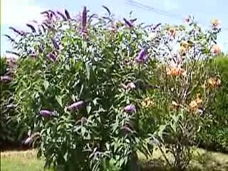 l'arbre à papillons