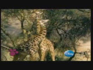 Disney "Le Monde Merveilleux des Animaux"