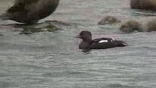 Eider de Steller