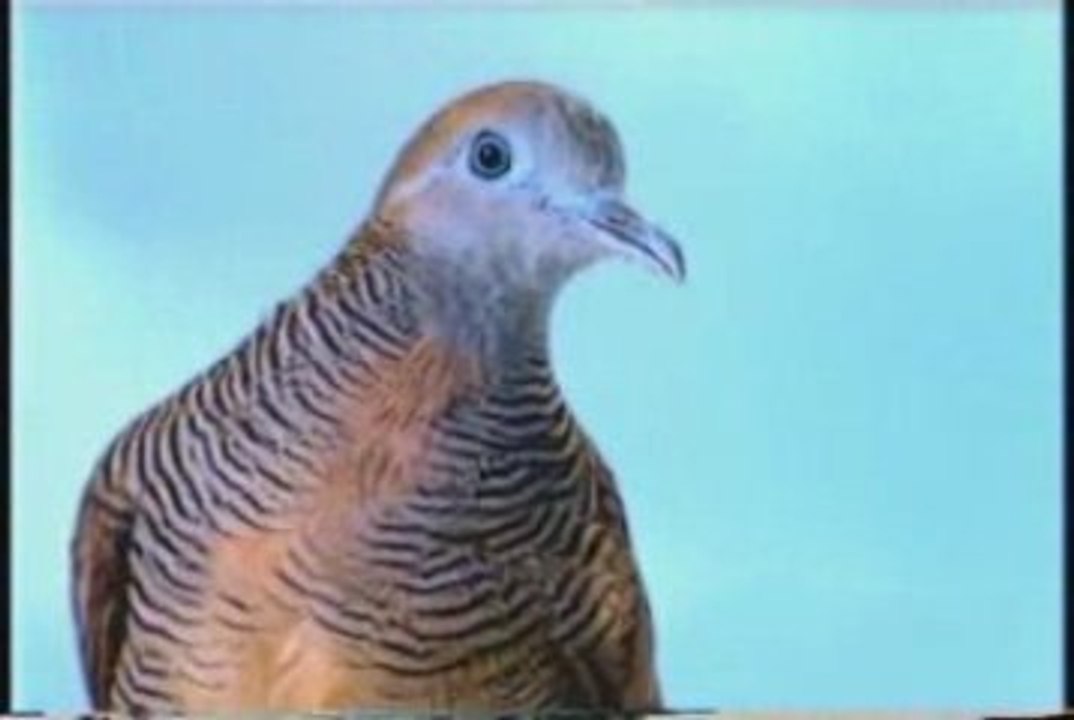 Belgacom 2birds