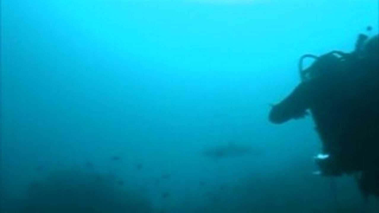 scuba dive to shark Gilimimipang
