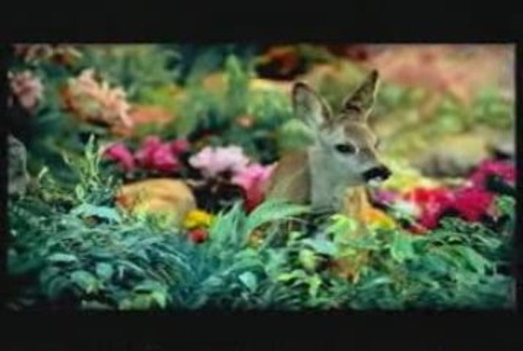 Birdseye Eden exotic animals