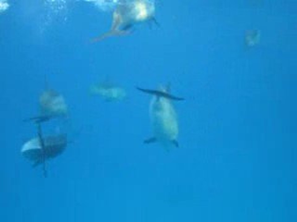 Nage avec les Dauphins à long bec, mer rouge 28/08/2009