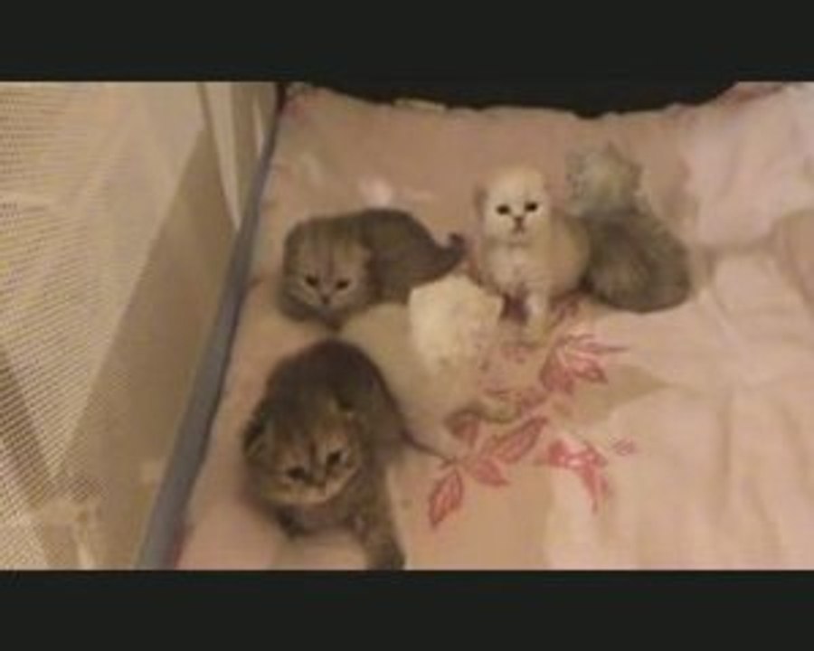 chaton persan chinchilla