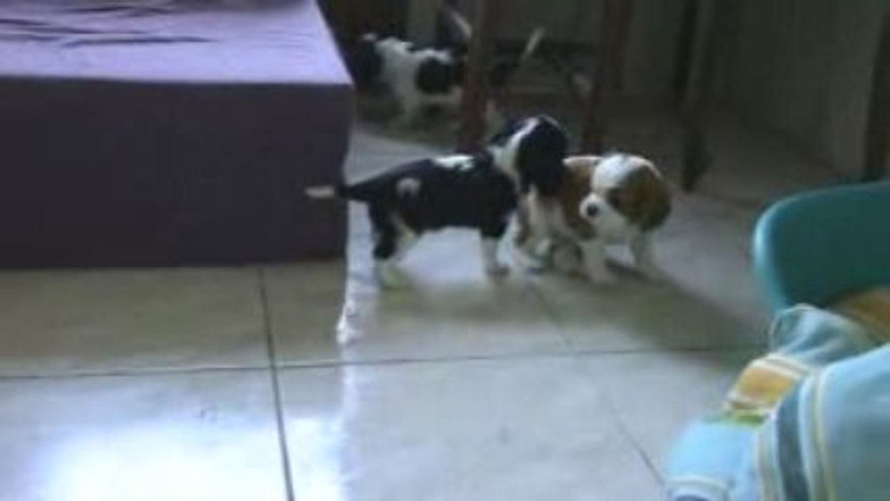 Ermès s'amuse avec ses soeurs Emie & Emma