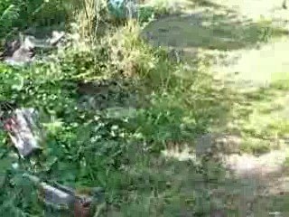 roxy va a la piscine