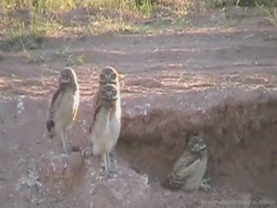 Burrowing Owl Chicks