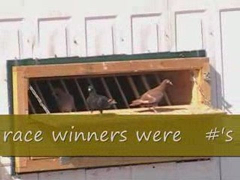 Pigeon Pal's Daily Racing Club News 22 Weather and Recap