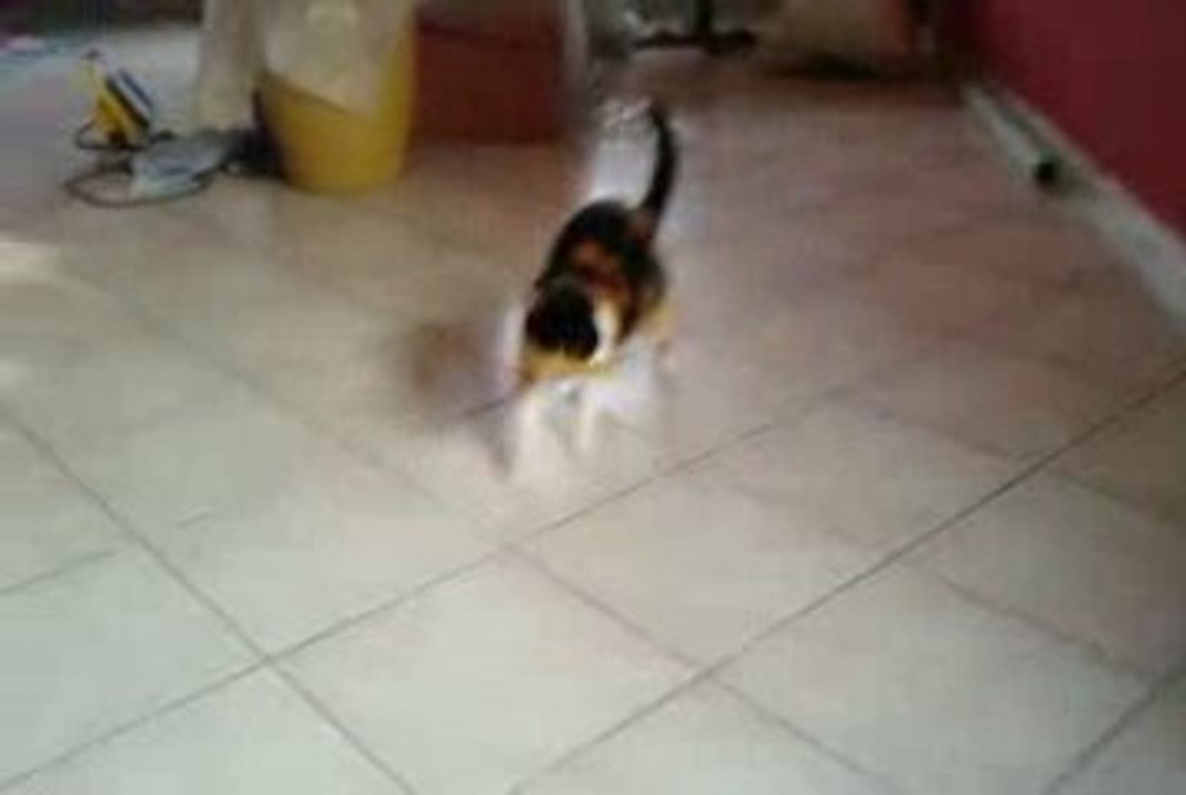 chat de mickael jackson