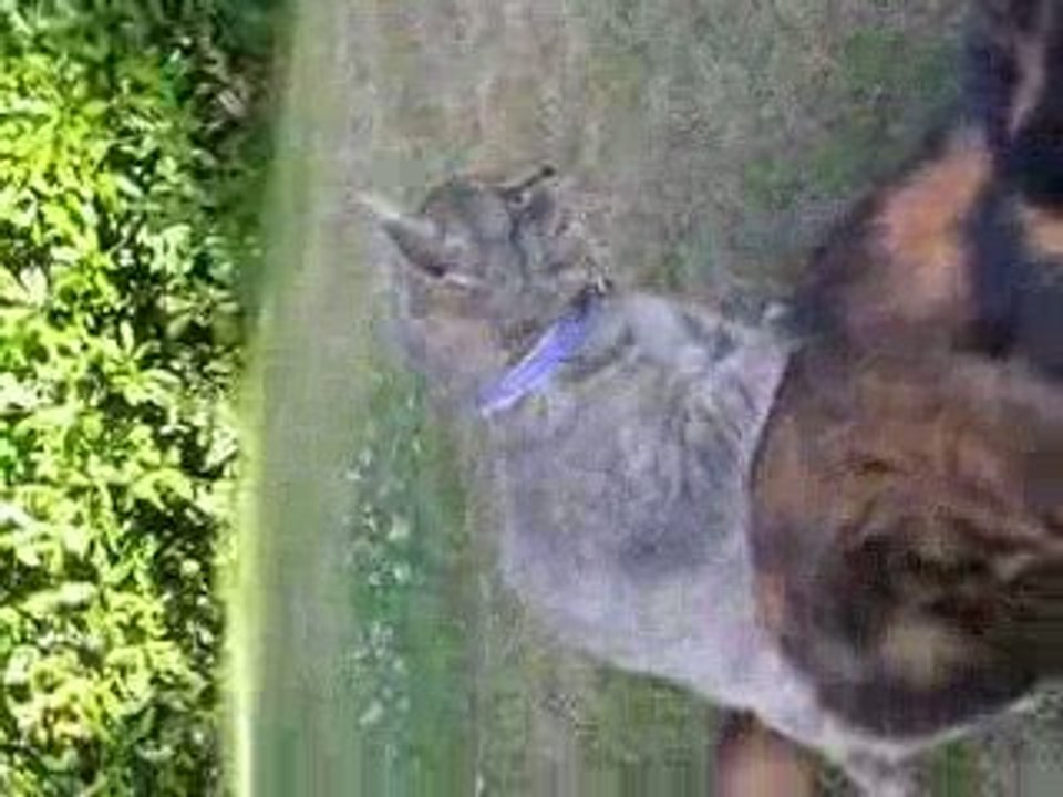 le petit qui fait peur au grand