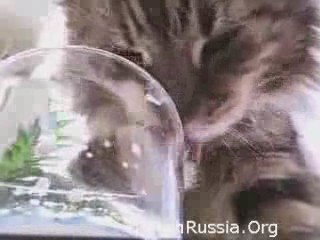 Awww Cute - Kitty Drinking Milk