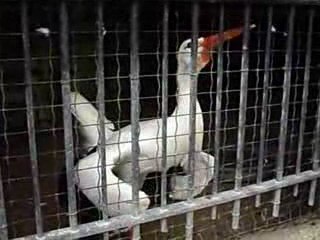 cigogne blanche :oyta