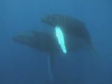 Humpback whales (mother & calf)