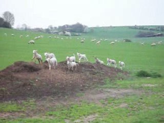 Vous avez déjà joué avec des petits moutons ??