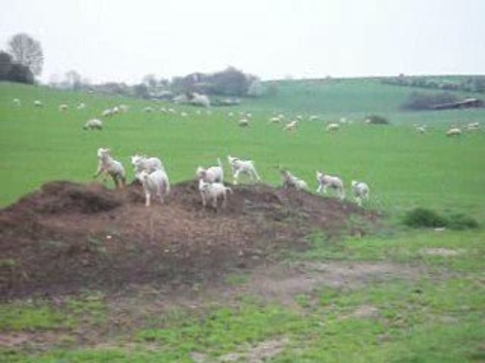 Vous avez déjà joué avec des petits moutons ??