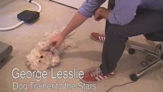 UCAP: Dog Trainer To The Stars (Cute Dog)