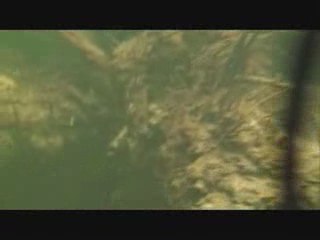 Amazonda Discus Avı