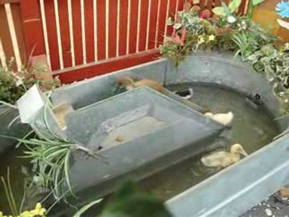 Cannetons prise deux!