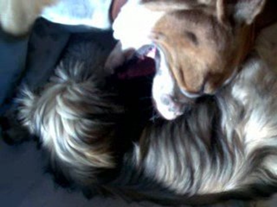 Old inglish bulldog lu und mini shi tzu püpi