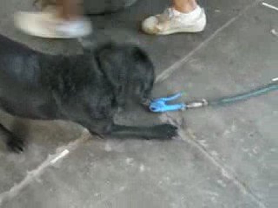 Figaro le labrador et la souflette