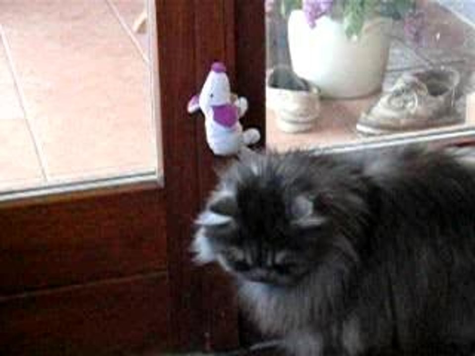 Mozart et la souris
