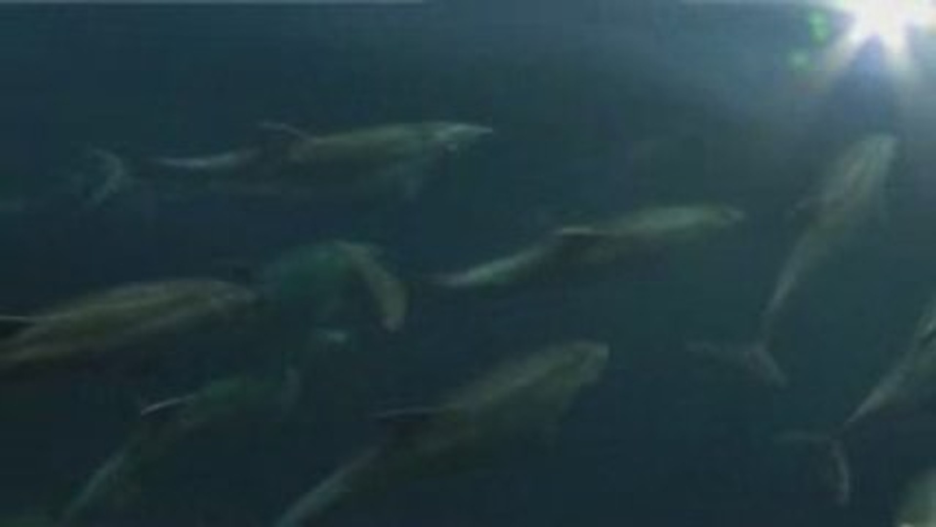 ⁣Mike Horn YEP-NZ Dolphins