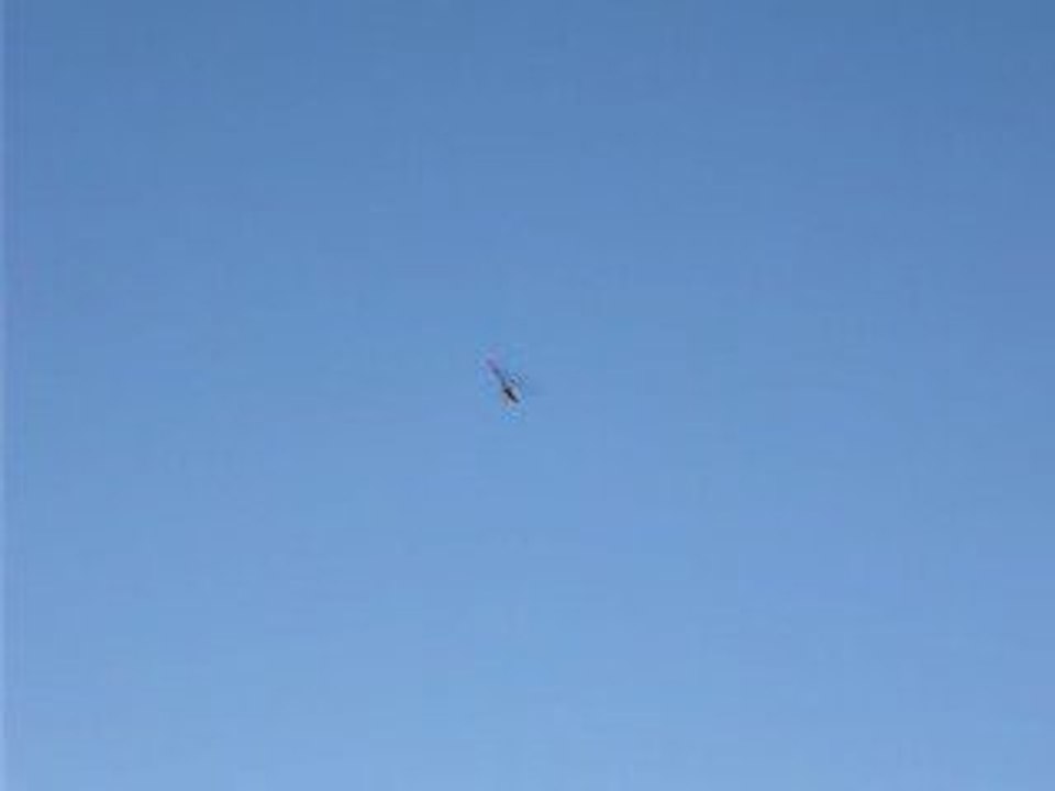 Crash T REX 450 dans un arbre