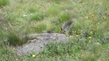 Les marmottes