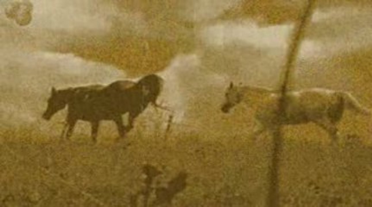 Le cheval de Léonard