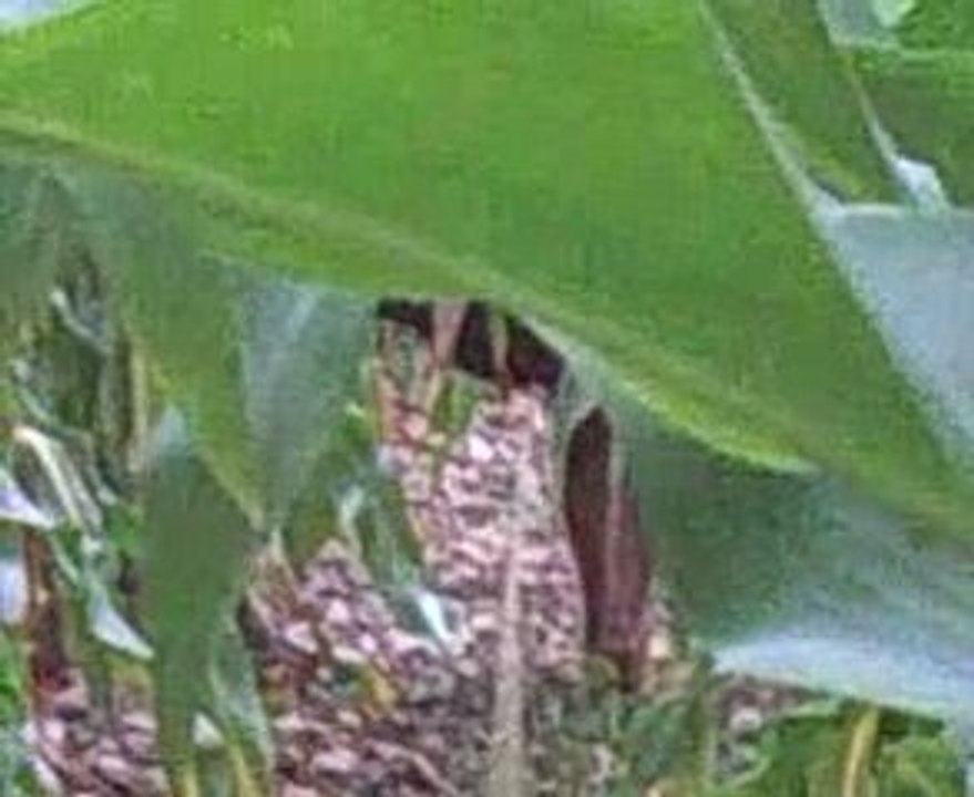 chien sur les pied de sanglier