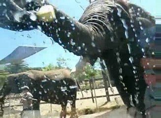 Как зарабатывают слоны во время кризиса?