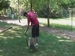 Chicago Dog Training with an Aggressive Pitbull
