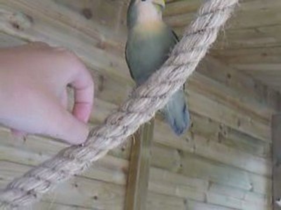 inséparable excité