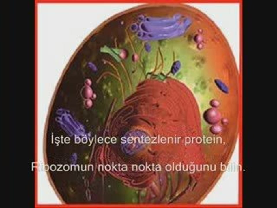 hücre