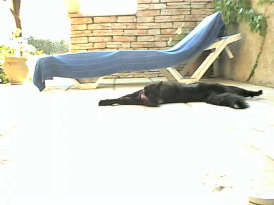 le chat fou 2