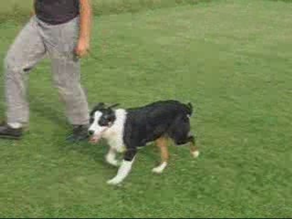 Nity, 6 mois, 1er entrainement allures