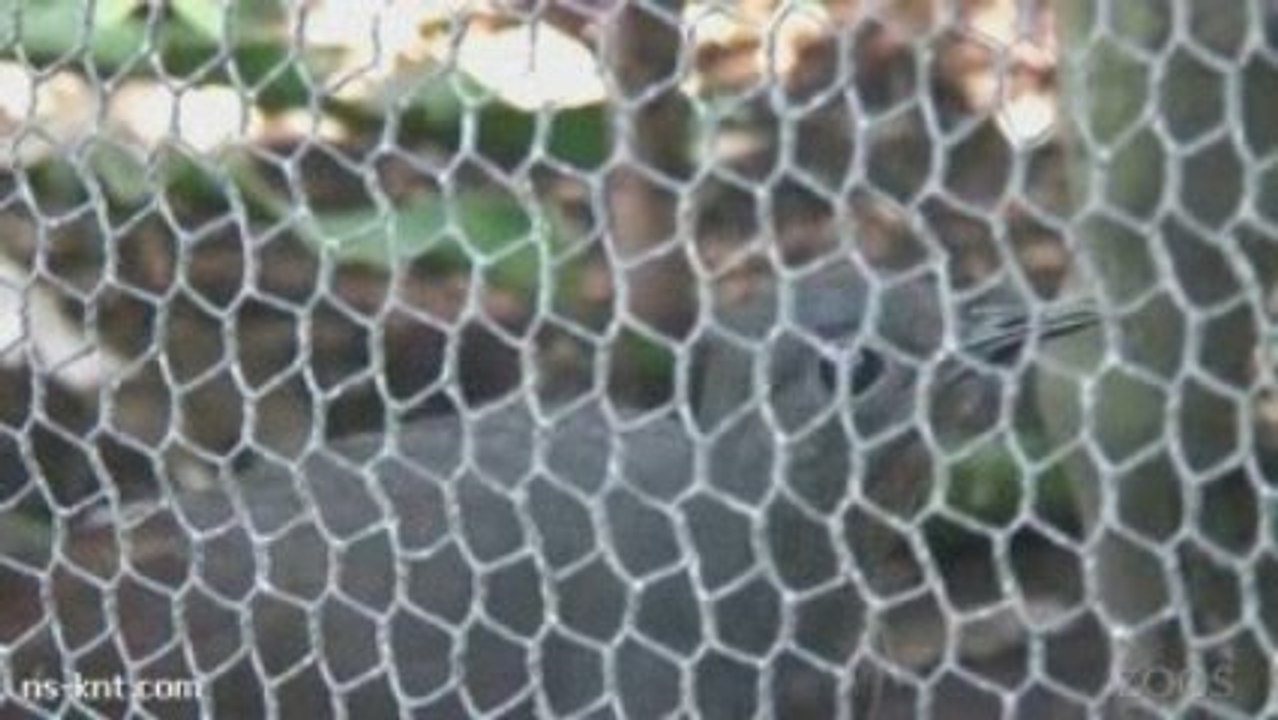 Adelaide Zoo's Talented Lyrebird - Amazing Mimic