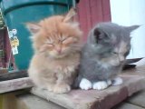 adorables chatons