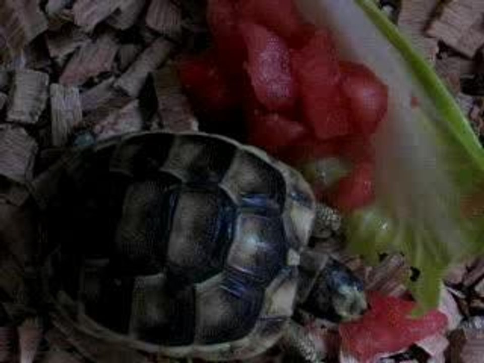 repas tortue 1