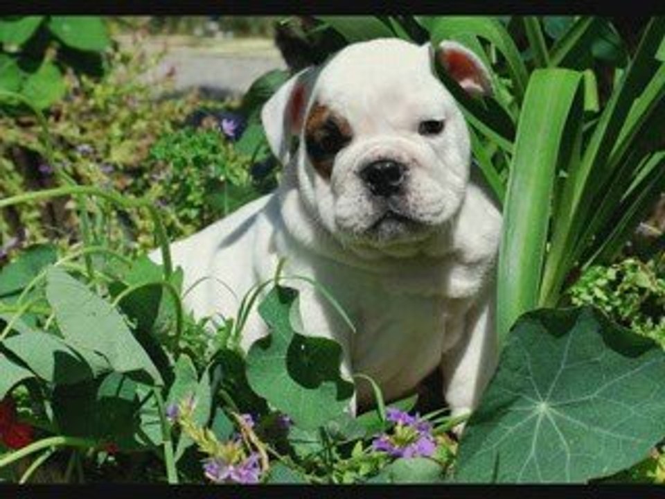 bulldog