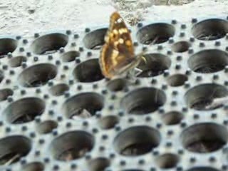 BATTEMENT D'AILES D'UN PAPILLON