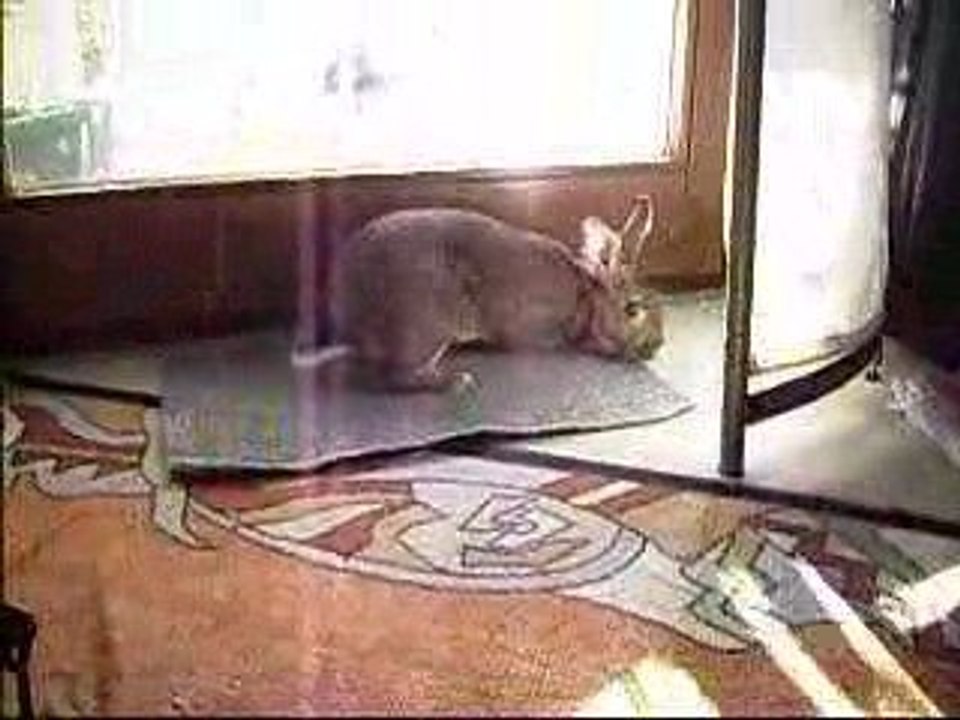 Jimmy duppelt dem Snacky hinter her