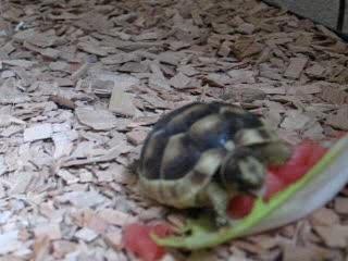 repas tortue 2