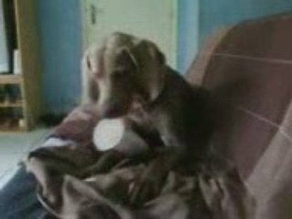 Prisca veut son MacDo !!!
