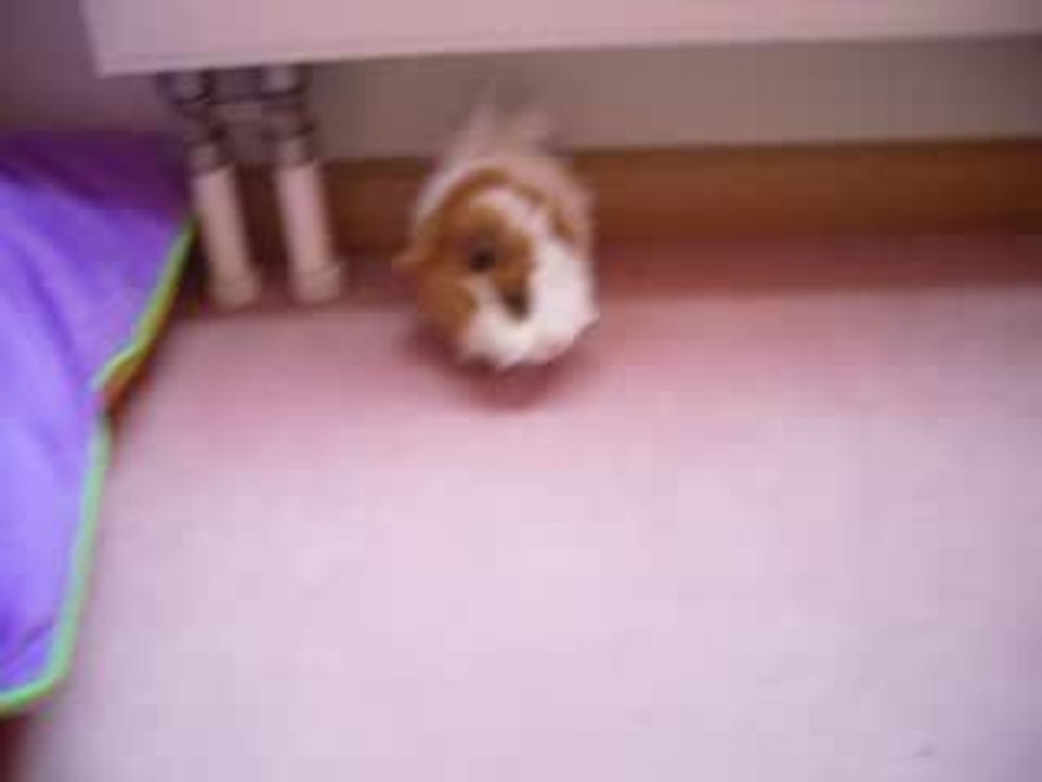 mon cochon d'inde rillette