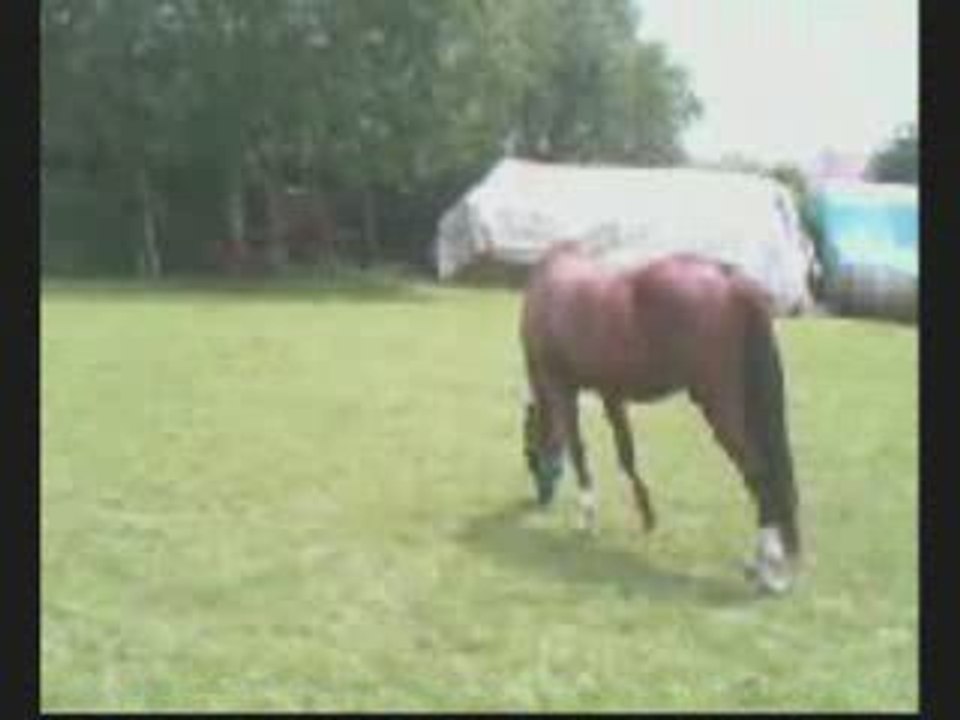 Toppaz, Ruby et black fire_0001
